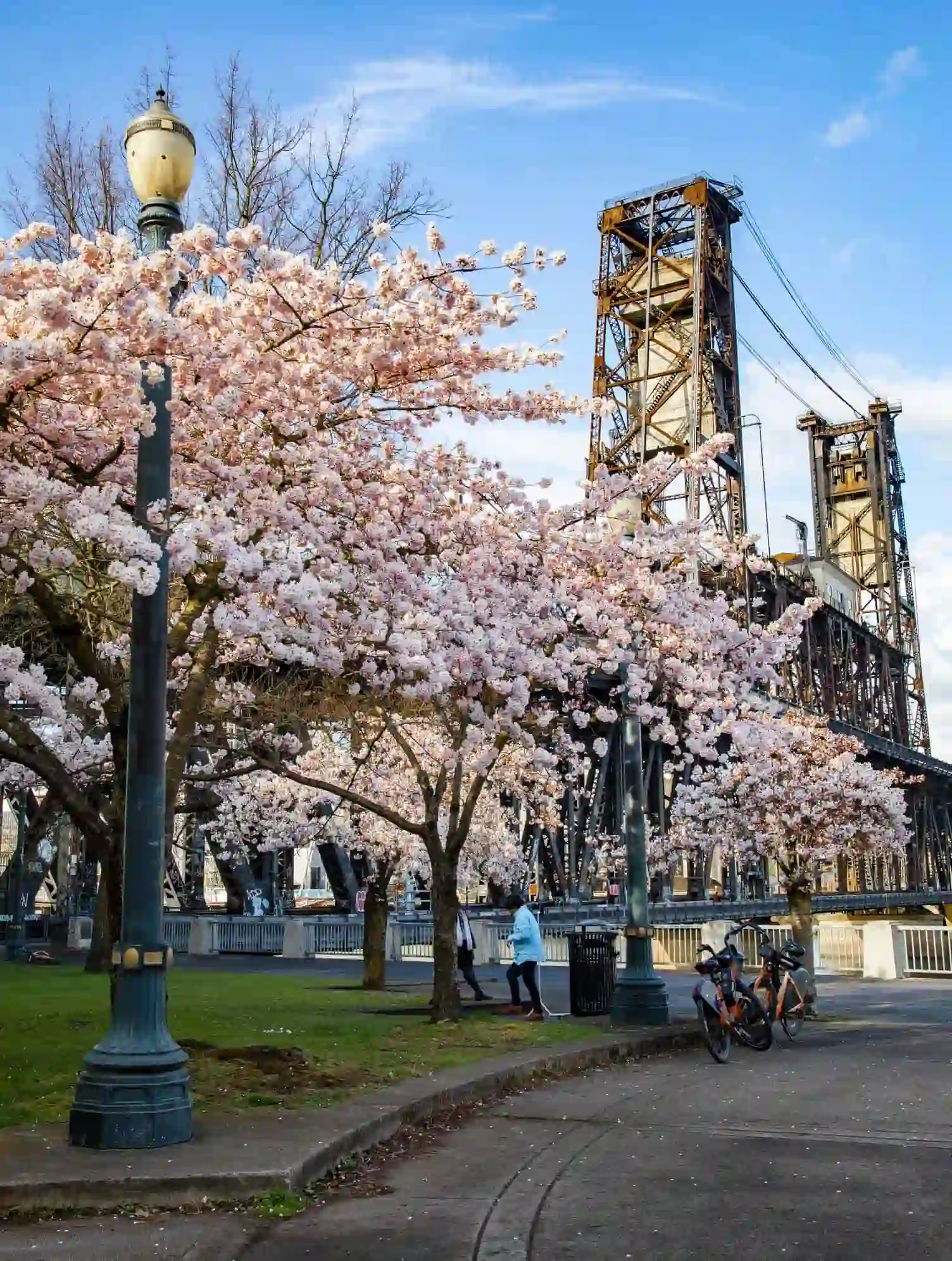 Spring cherry blossom's at Portland, Oregon waterfront